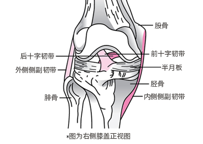 后十字韧带 外侧侧副韧带 腓骨 *图为右侧膝盖正视图 股骨 前十字韧带 半月板 胫骨 内侧侧副韧带