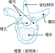 椎骨（俯视角） 椎弓 椎孔 脊柱棘突 横突 椎体