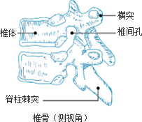 椎骨（侧视角） 椎体 脊柱棘突 横突 椎间孔